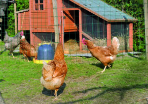 poulailler dans jardin