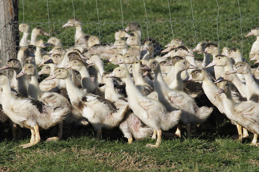 ELEVAGE DE CANARDS MULARDS