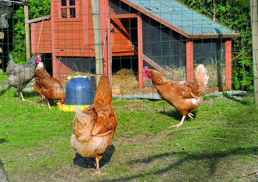 poulailler dans jardin